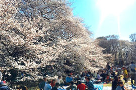 砧公園 桜