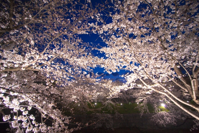 須磨浦公園夜桜