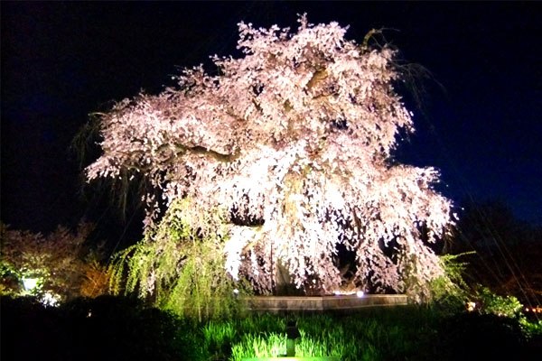 京都 円山公園の桜
