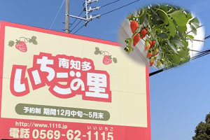愛知県田原市でイチゴ狩り！おざきいちご園