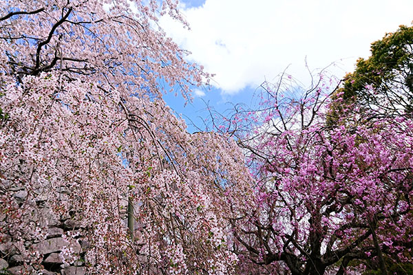 福岡県 舞鶴公園 桜